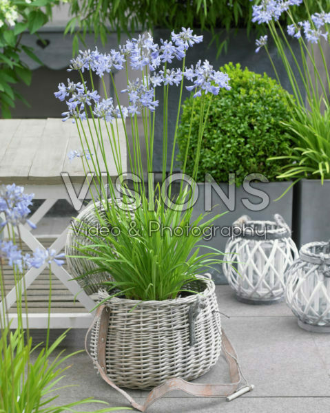 Agapanthus Ascona Agapanthus Ascona
