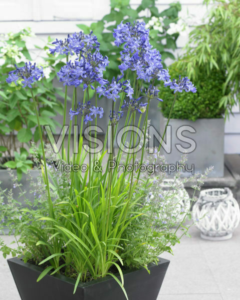 Agapanthus Voorhout Agapanthus Voorhout