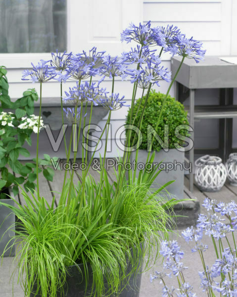 Agapanthus Dr. Brouwer Agapanthus Dr. Brouwer