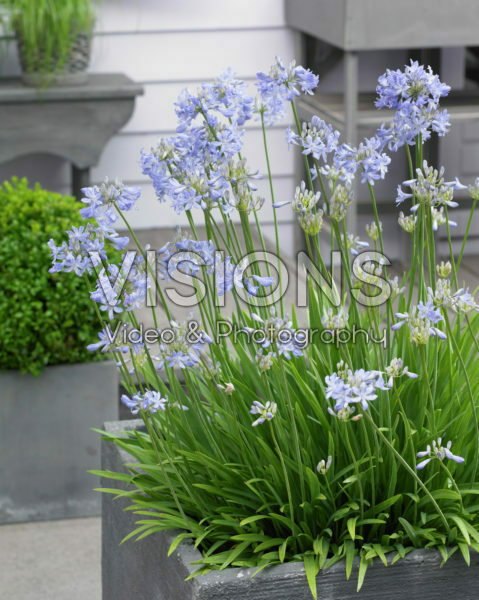 Agapanthus Ascona Agapanthus Ascona