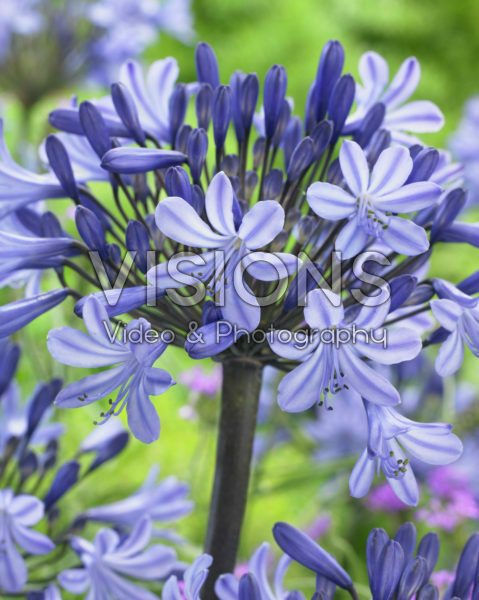 Agapanthus Montreal Agapanthus Montreal