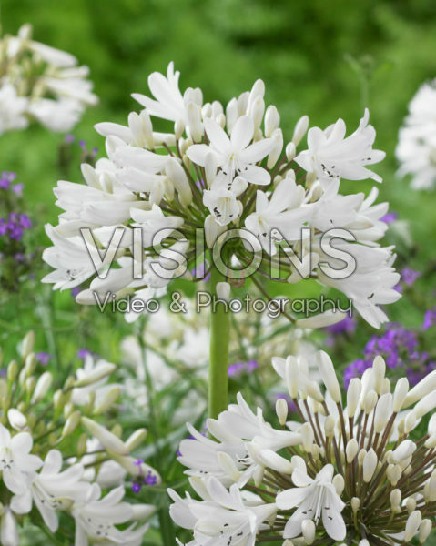 Agapanthus Athene Agapanthus Athene