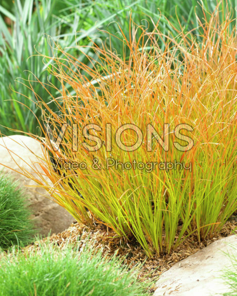 Carex testacea Prairie Fire Carex testacea Prairie Fire