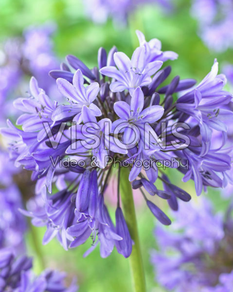 Agapanthus Sylvine Agapanthus Sylvine