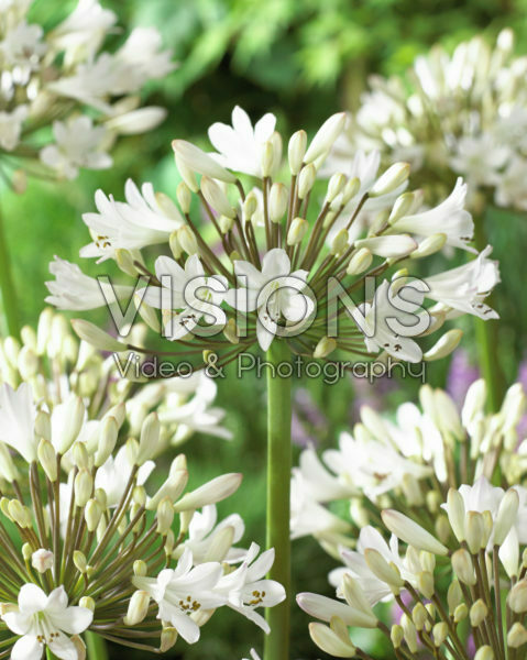 Agapanthus Genua Agapanthus Genua