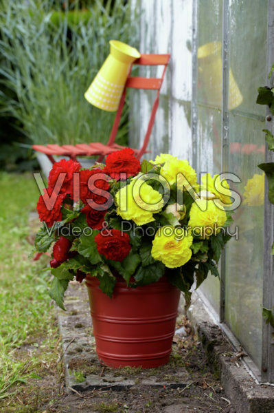 Begonia fimbriata scharlaken, geel Begonia fimbriata scharlaken, geel