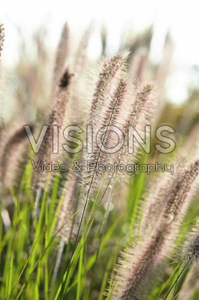 Pennisetum alopecuroides Reborn Pennisetum alopecuroides Reborn