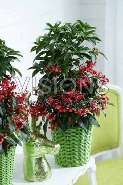 Ardisia crenata Bos Premium Ardisia crenata Bos Premium