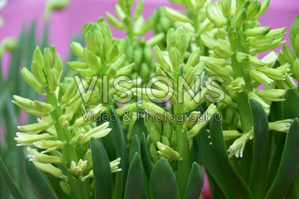 Hyacinthus Hyacinthus