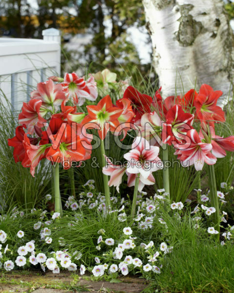 Hippeastrum mixed Hippeastrum mixed