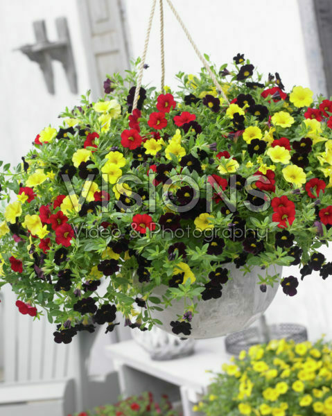 Calibrachoa Cabaret mix Calibrachoa Cabaret mix