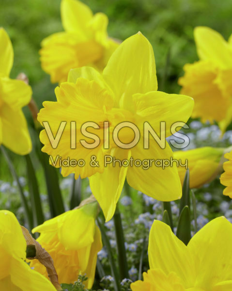Narcissus Marieke Narcissus Marieke