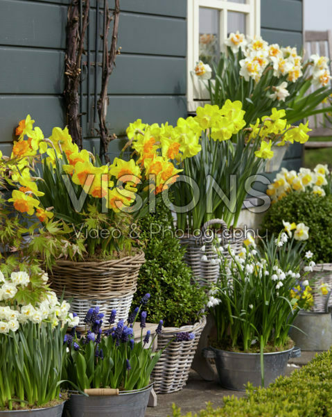 Narcissus collection Narcissus collection