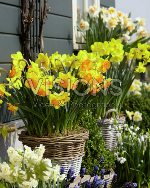 Narcissus collection Narcissus collection