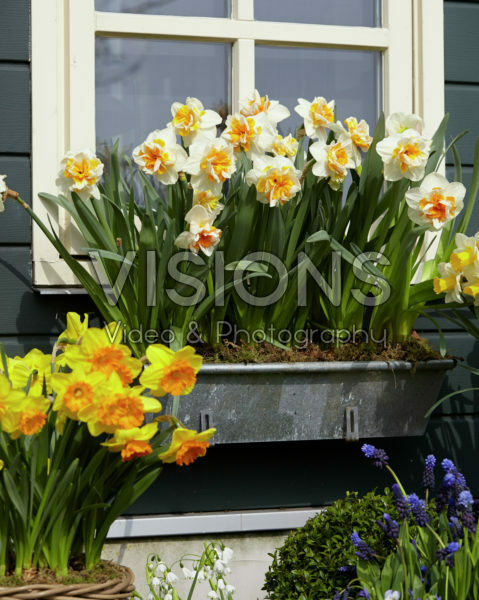 Narcissus Peach Swirl Narcissus Peach Swirl
