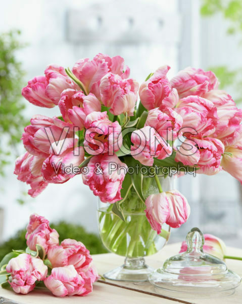 Tulipa Silver Parrot Tulipa Silver Parrot