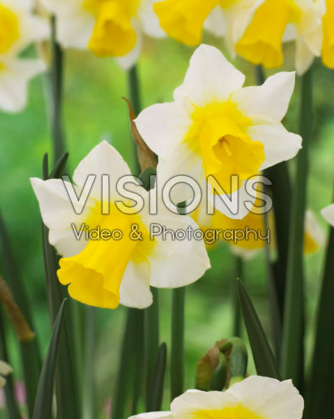 Narcissus Golden Echo Narcissus Golden Echo