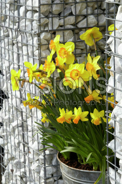 Narcissus on pot Narcissus on pot
