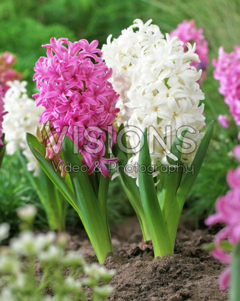 Hyacinthus mixed Hyacinthus mixed
