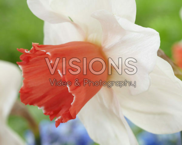 Narcissus Magic Charm Narcissus Magic Charm
