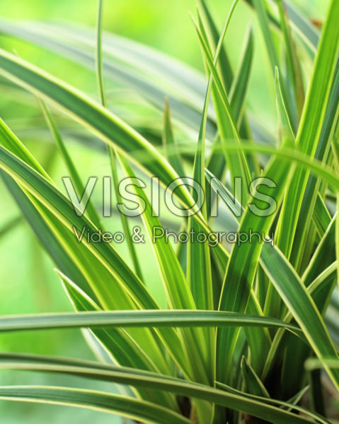 Carex morrowii Ice Dance Carex morrowii Ice Dance