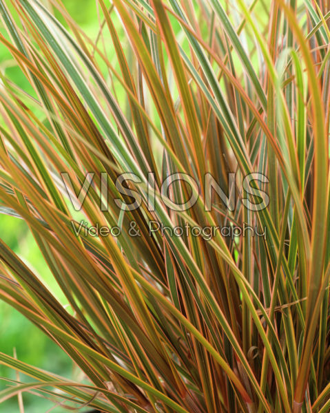 Uncinia rubra Everflame Uncinia rubra Everflame