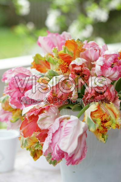 Tulipa Parrot mixed Tulipa Parrot mixed