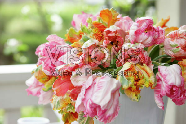 Tulipa Parrot mixed Tulipa Parrot mixed