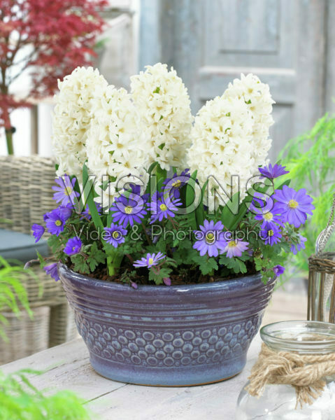 Hyacinthus White Ideal Hyacinthus White Ideal