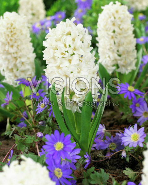 Hyacinthus White Ideal Hyacinthus White Ideal