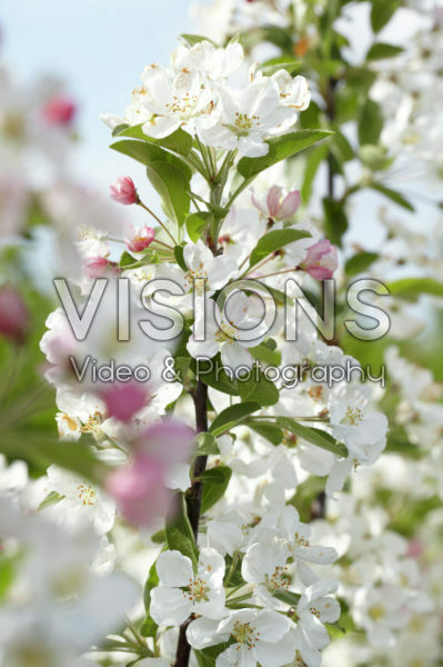Malus Evereste ® Malus Evereste ®