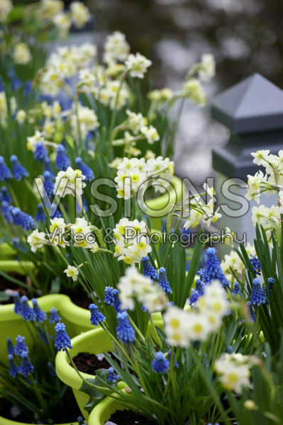 Narcissus Minnow, Muscari Narcissus Minnow, Muscari