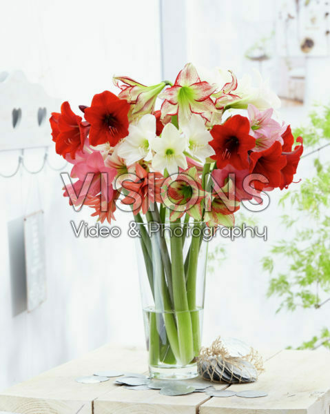 Hippeastrum mix Hippeastrum mix