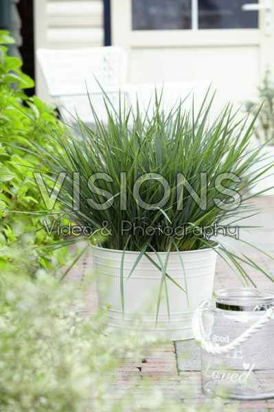 Dianella revoluta Coolvista® Dianella revoluta Coolvista®