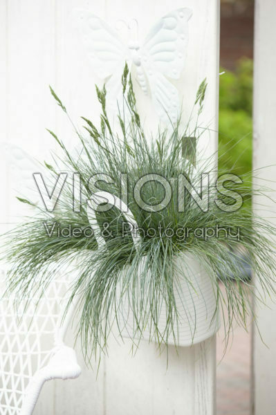 Festuca glauca Intense Blue Festuca glauca Intense Blue