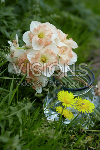 Narcissus Pink Wonder Narcissus Pink Wonder