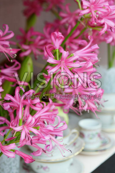 Nerine pink Nerine pink
