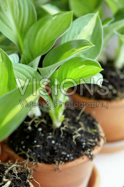 Hosta Hosta