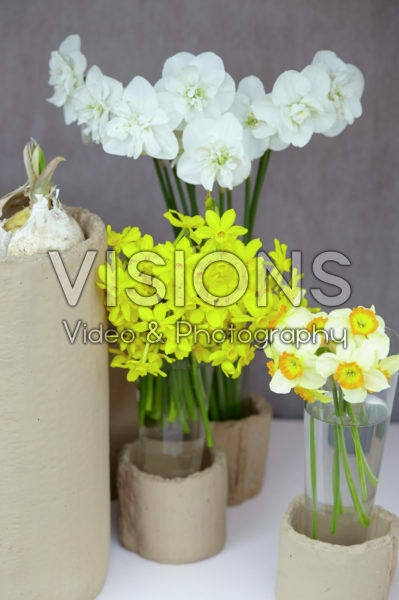 Narcissus in vase Narcissus in vase