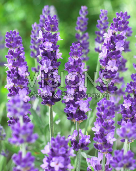 Lavandula angustifolia Havana Lavandula angustifolia Havana