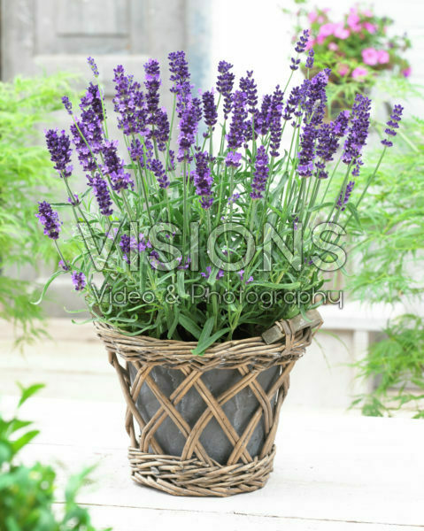 Lavandula angustifolia Havana Lavandula angustifolia Havana