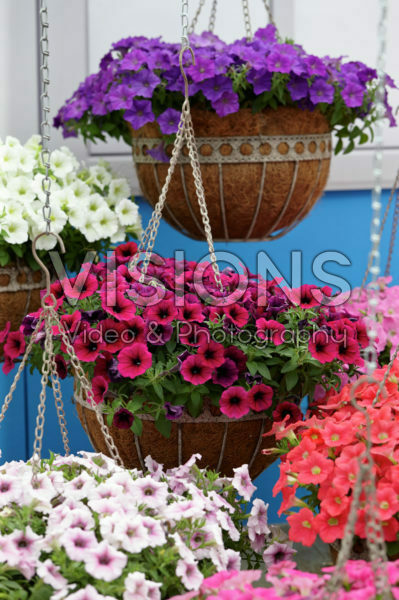 Petunia mixed Petunia mixed