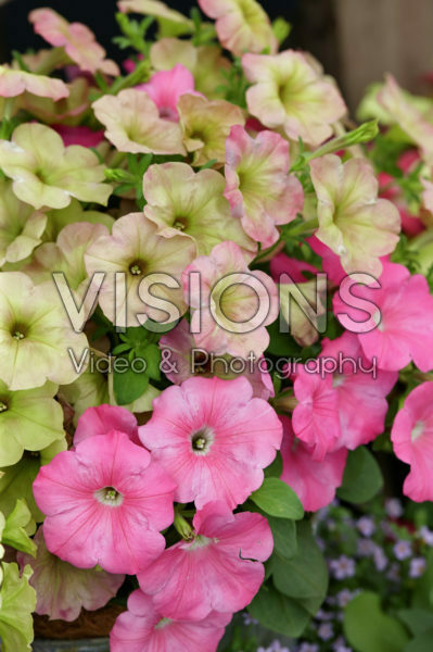 Petunia pink Petunia pink