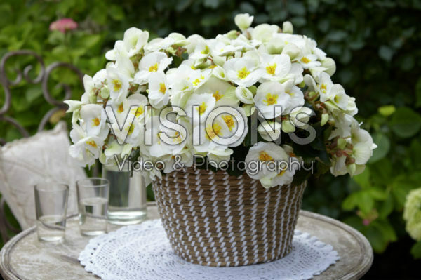 Begonia Sunny White ® Begonia Sunny White ®