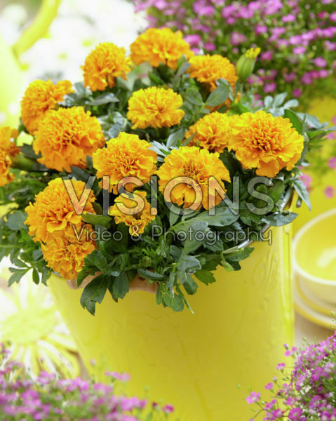 Tagetes Tagetes