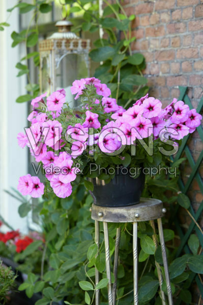 Petunia Petunia