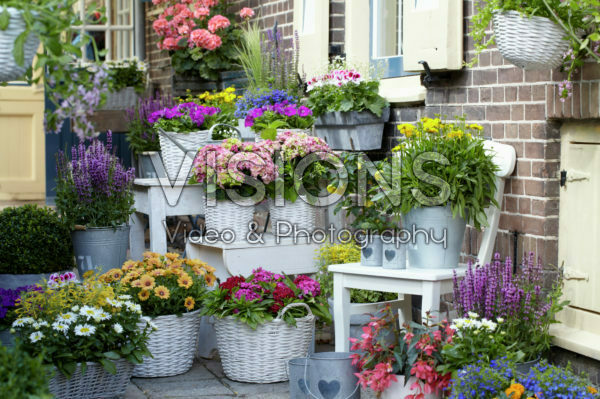 Annuals and perennials on pots Annuals and perennials on pots
