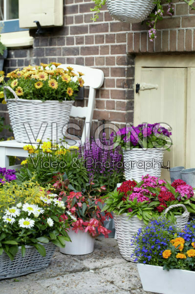 Annuals and perennials on pots Annuals and perennials on pots