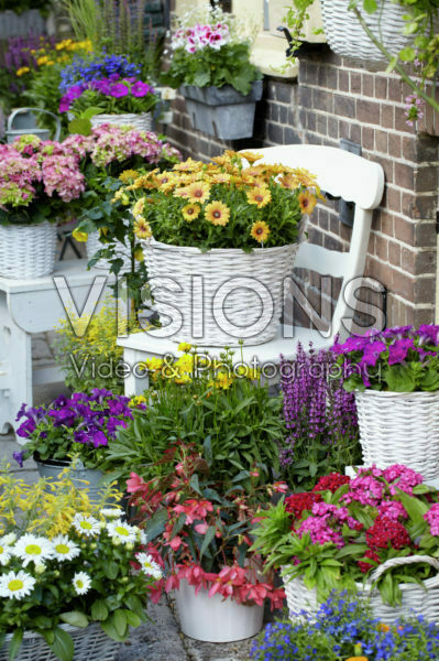 Annuals and perennials on pots Annuals and perennials on pots