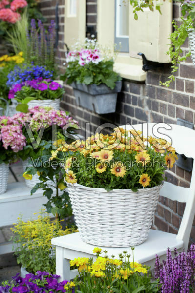 Osteospermum Osteospermum